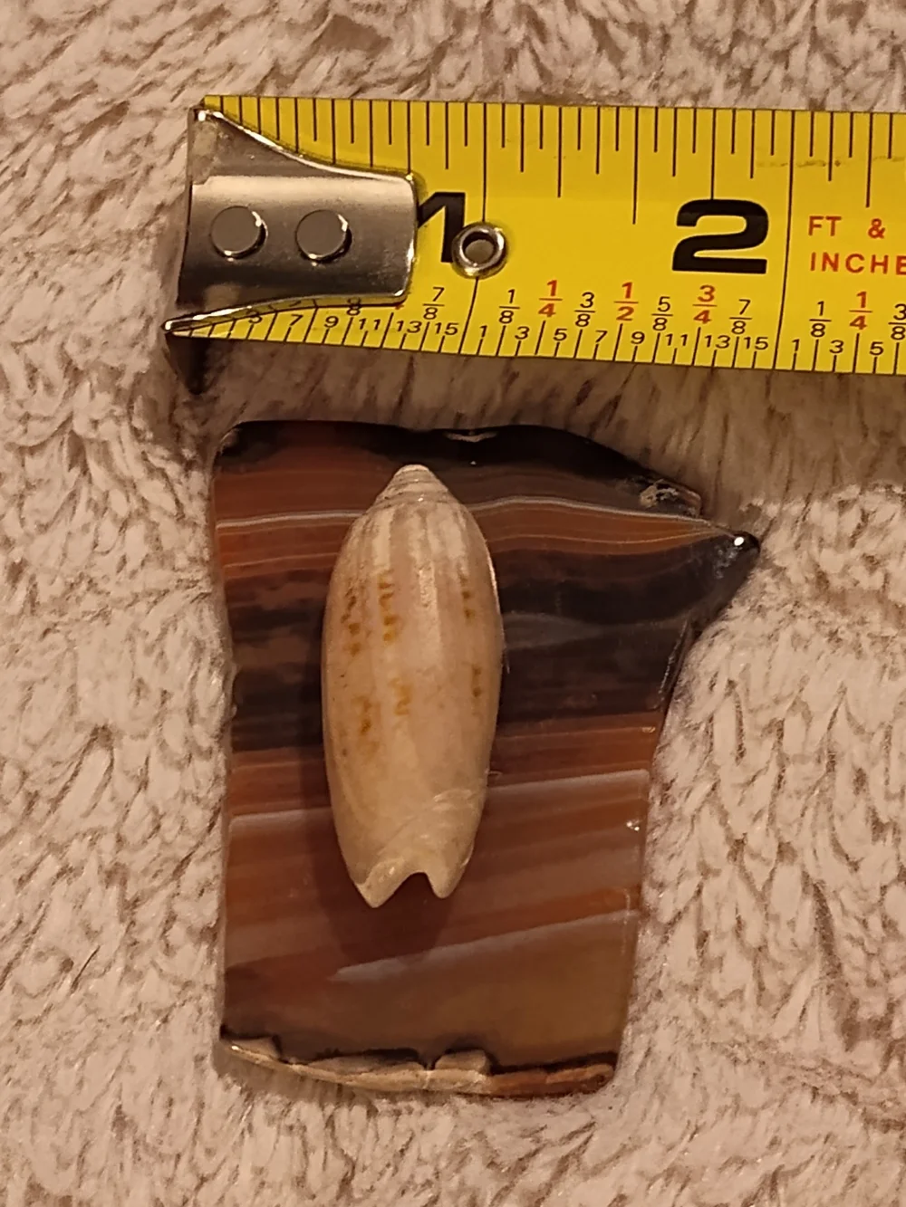 Vintage! Polished Banded Agate Slab with Decorative Lettered Olive Shell